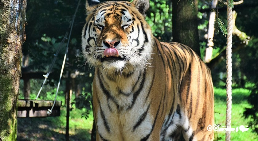 باغ وحش ببر سریراچا -  شهر پاتایا