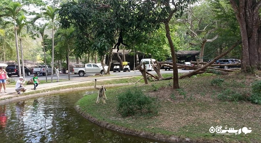 باغ وحش کائو کویی -  شهر پاتایا