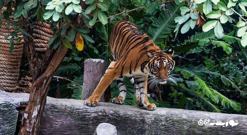 باغ وحش کائو کویی -  شهر پاتایا