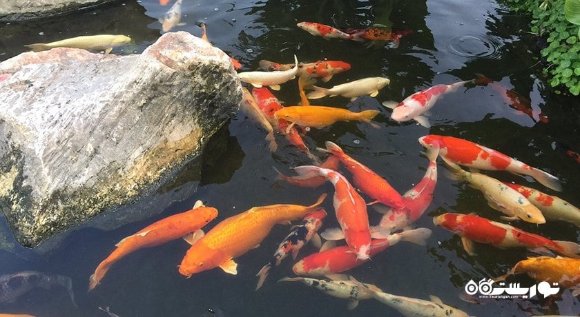  عمارت سوکاوادی شهر تایلند کشور پاتایا