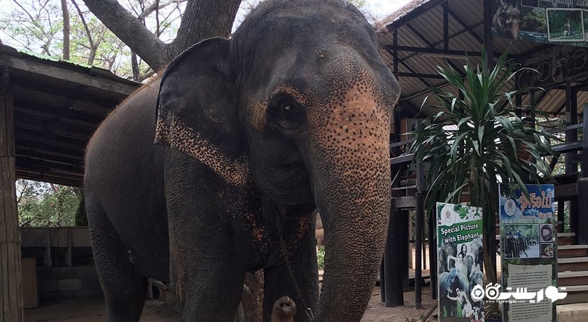 سرگرمی دهکده فیل شهر تایلند کشور پاتایا