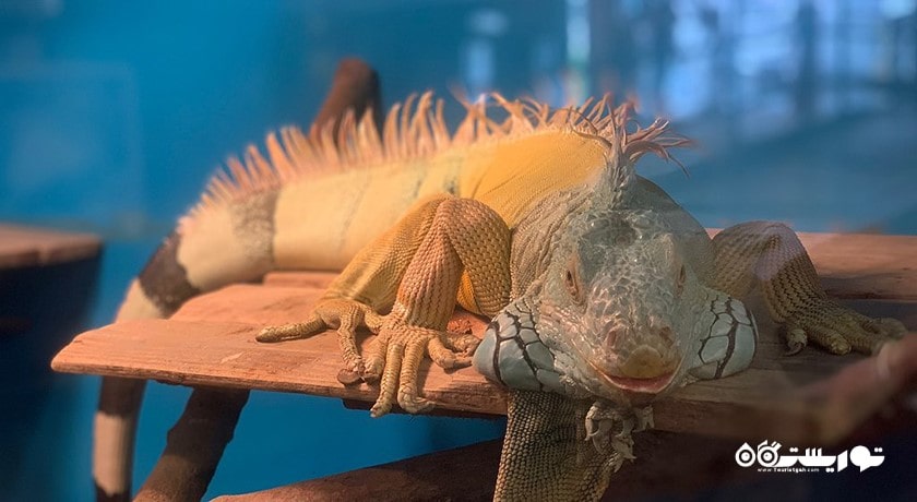 آکواریوم دنیای زیر آب پاتایا -  شهر پاتایا