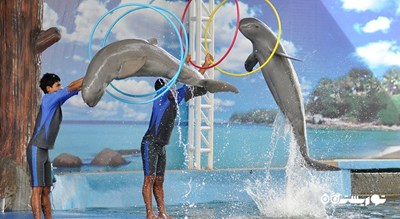 سرگرمی دنیای دلفین پاتایا شهر تایلند کشور پاتایا