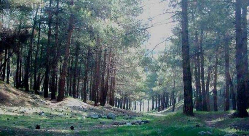  پارک جنگلی شیان شهر تهران استان تهران