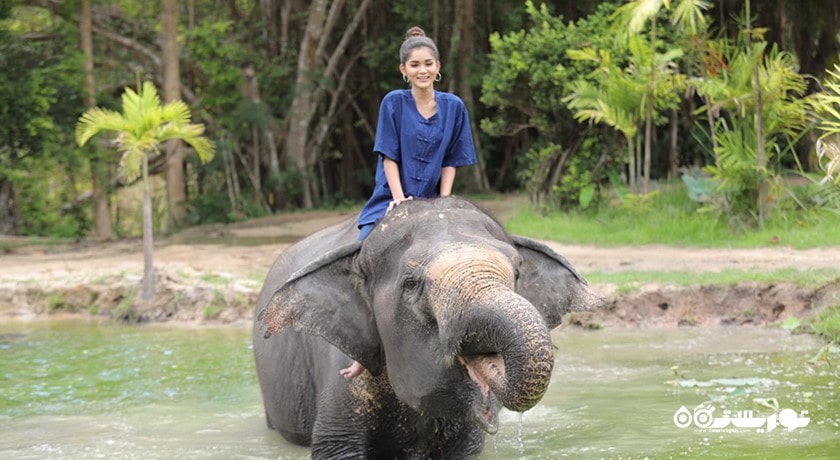 سرگرمی فیل سواری در پاتایا شهر تایلند کشور پاتایا