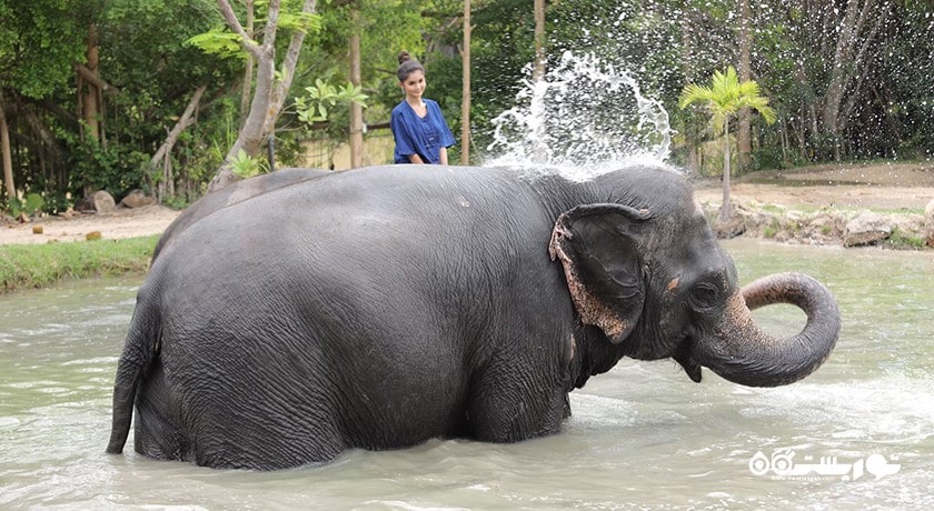 سرگرمی فیل سواری در پاتایا شهر تایلند کشور پاتایا