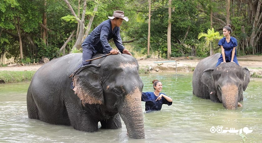 سرگرمی فیل سواری در پاتایا شهر تایلند کشور پاتایا