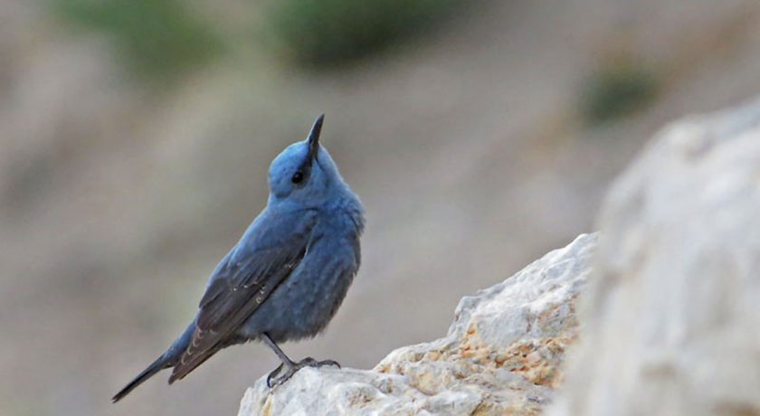  مرکز پرنده نگری آوای بوم شهر اصفهان استان اصفهان