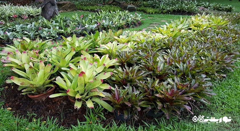 سرگرمی پارک رامای نهم شهر تایلند کشور بانکوک