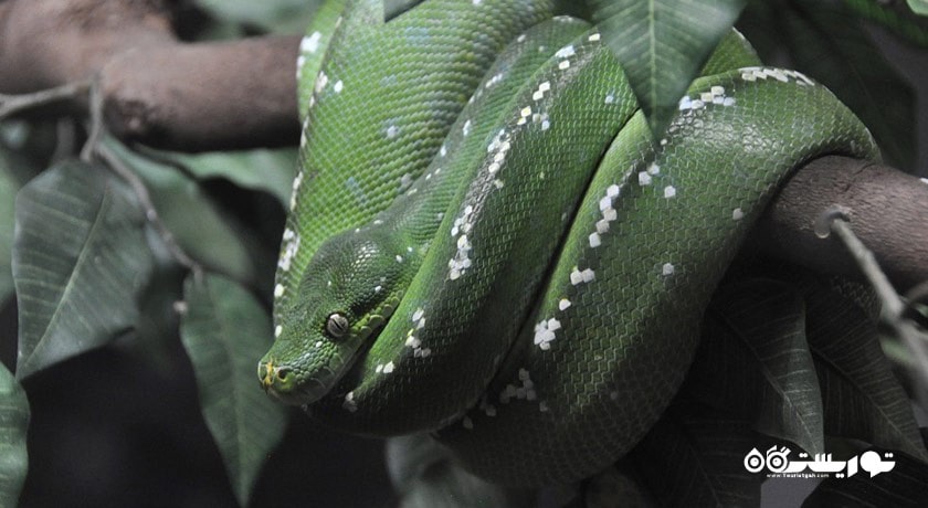 سرگرمی باغ وحش دوسیت شهر تایلند کشور بانکوک