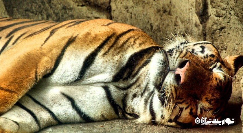 سرگرمی باغ وحش دوسیت شهر تایلند کشور بانکوک