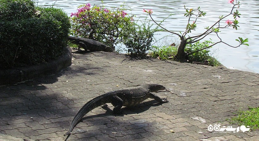 سرگرمی باغ وحش دوسیت شهر تایلند کشور بانکوک