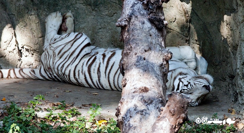 سرگرمی باغ وحش دوسیت شهر تایلند کشور بانکوک
