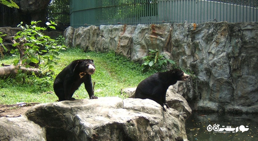 سرگرمی باغ وحش دوسیت شهر تایلند کشور بانکوک