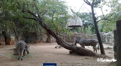 باغ وحش دوسیت -  شهر بانکوک