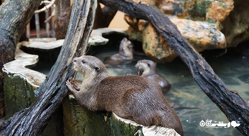 سرگرمی پارک حیات وحش لنکاوی شهر مالزی کشور لنکاوی