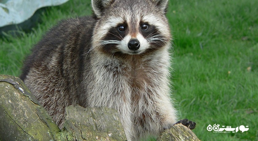 سرگرمی پارک حیات وحش لنکاوی شهر مالزی کشور لنکاوی