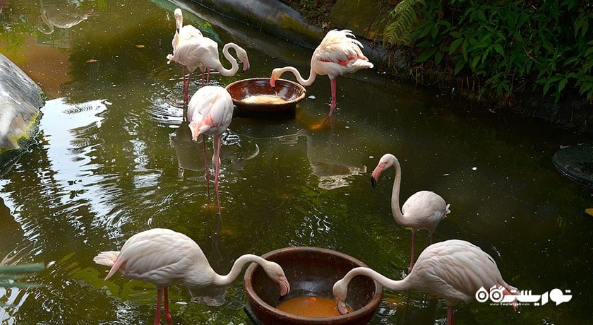 سرگرمی پارک حیات وحش لنکاوی شهر مالزی کشور لنکاوی