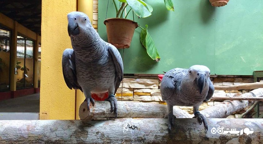 سرگرمی پارک حیات وحش لنکاوی شهر مالزی کشور لنکاوی