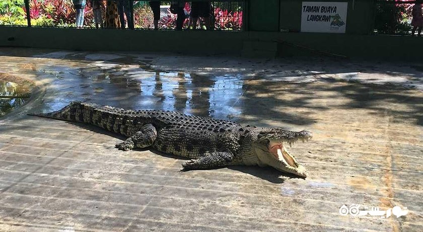 سرگرمی کروکدیل ادونچر لند شهر مالزی کشور لنکاوی