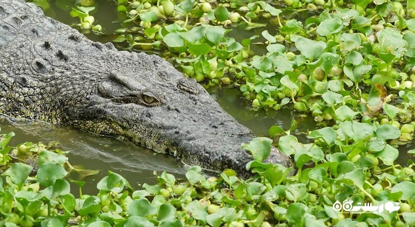 سرگرمی کروکدیل ادونچر لند شهر مالزی کشور لنکاوی