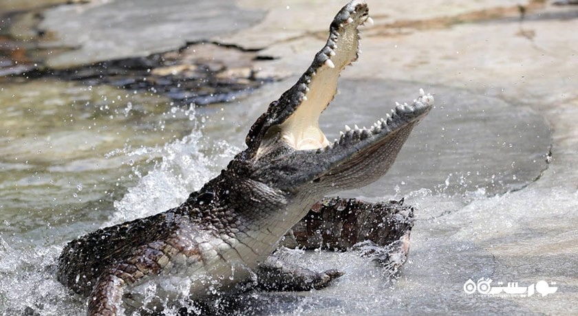 سرگرمی کروکدیل ادونچر لند شهر مالزی کشور لنکاوی