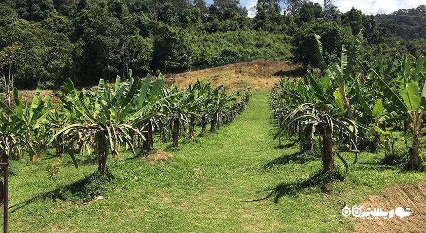 سرگرمی پارک فناوری ماردی آگرو شهر مالزی کشور لنکاوی
