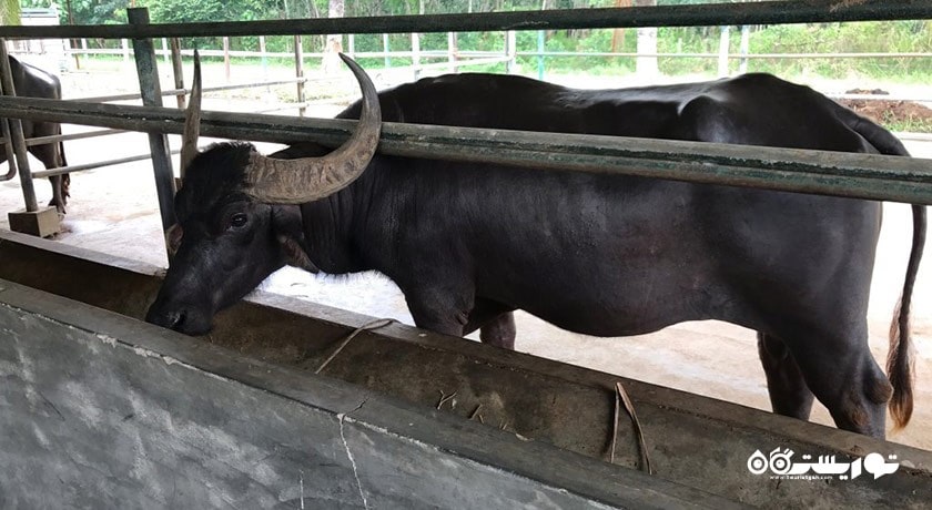 سرگرمی پارک بوفالو شهر مالزی کشور لنکاوی