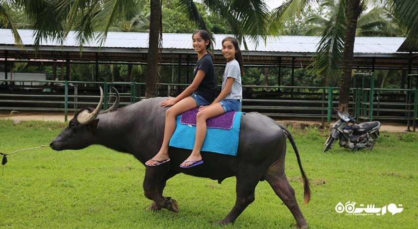 سرگرمی پارک بوفالو شهر مالزی کشور لنکاوی