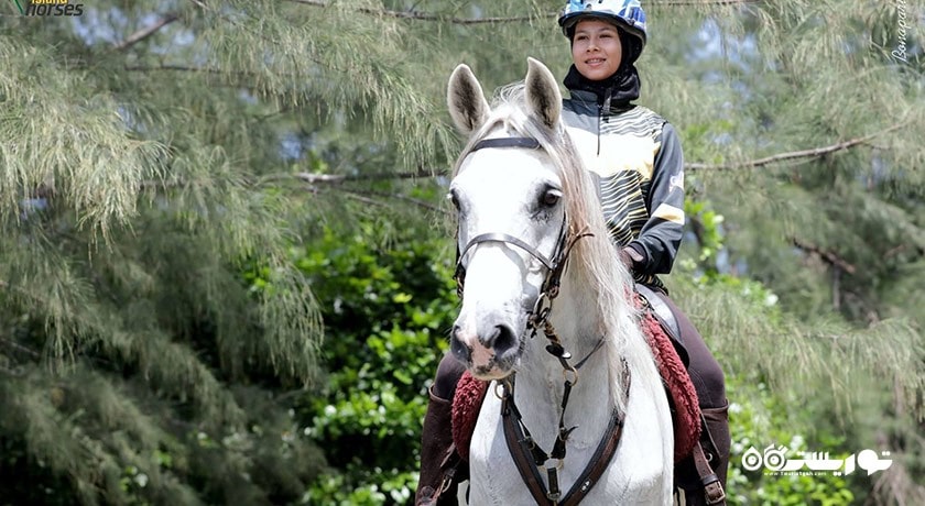 سرگرمی اسب سواری در لنکاوی شهر مالزی کشور لنکاوی