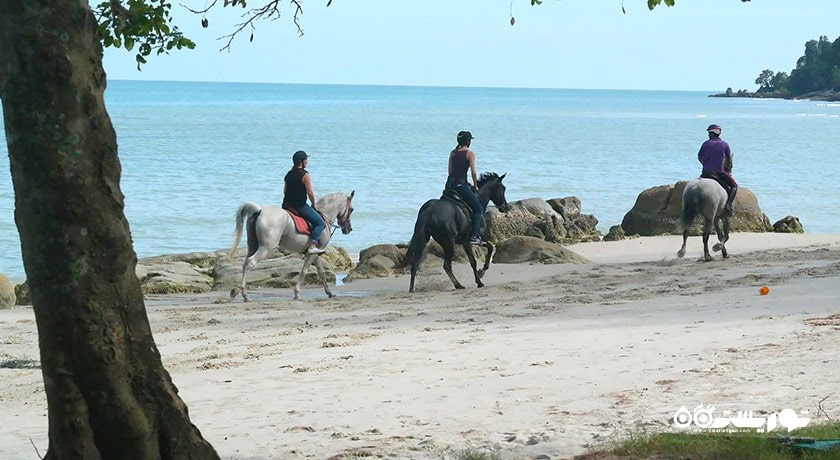 سرگرمی اسب سواری در لنکاوی شهر مالزی کشور لنکاوی
