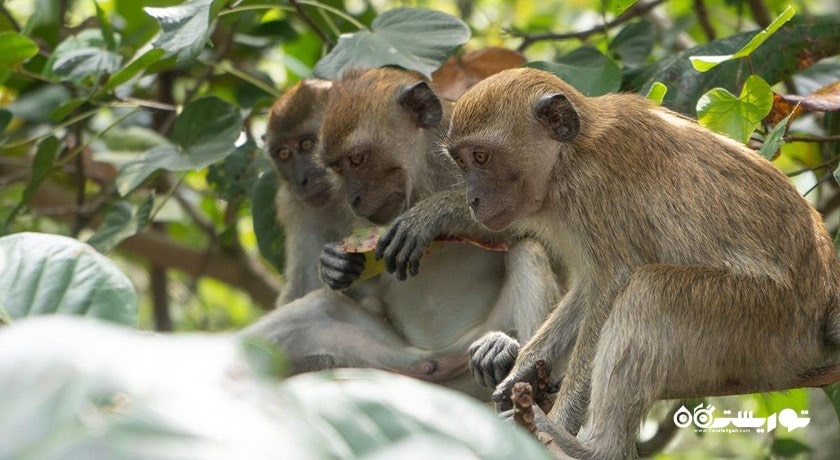 سرگرمی ساحل میمون شهر مالزی کشور پنانگ