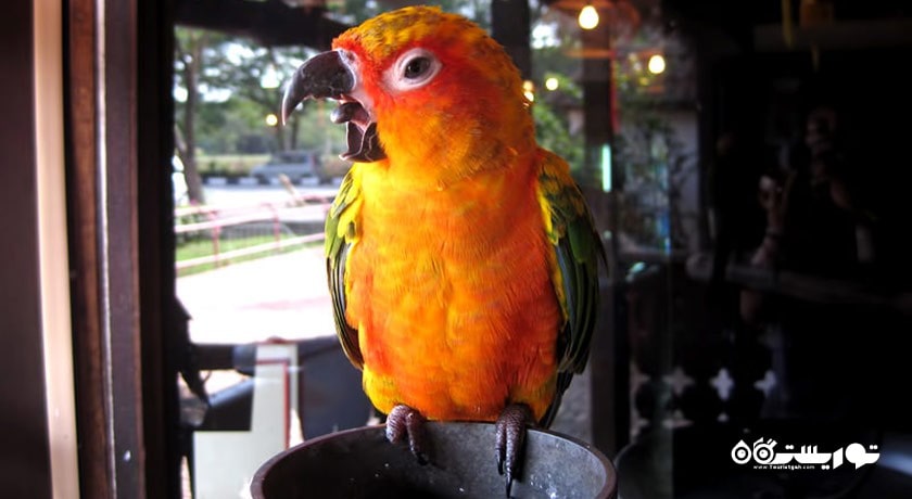 سرگرمی پارک پرندگان پنانگ شهر مالزی کشور پنانگ