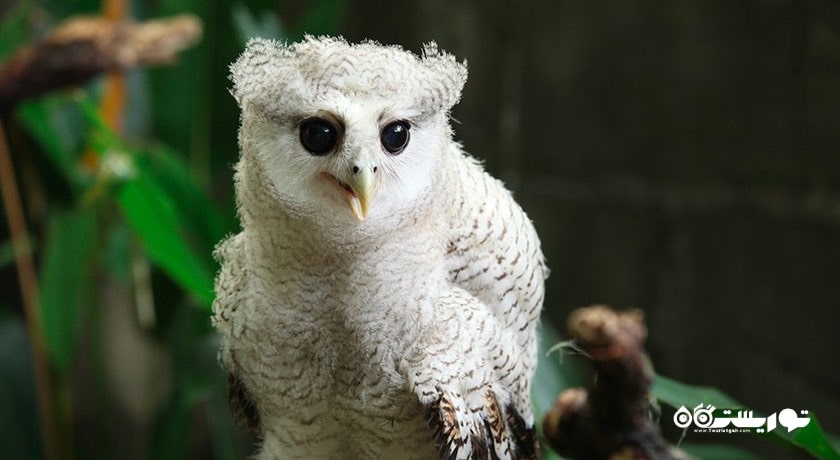 سرگرمی پارک پرندگان پنانگ شهر مالزی کشور پنانگ