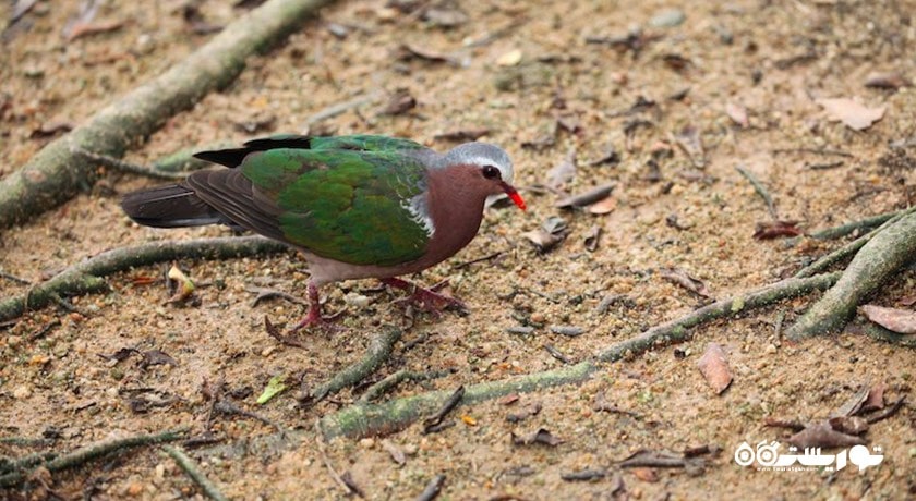 سرگرمی پارک پرندگان پنانگ شهر مالزی کشور پنانگ
