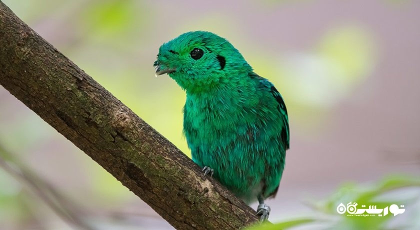 سرگرمی پارک پرندگان پنانگ شهر مالزی کشور پنانگ