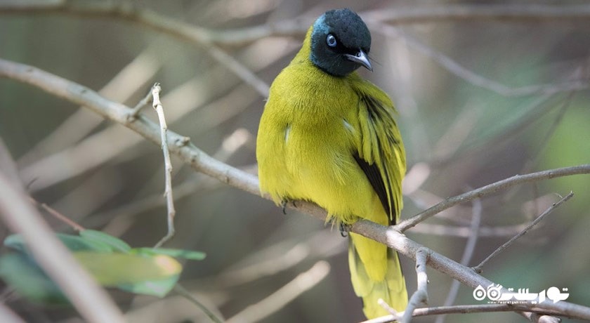سرگرمی پارک پرندگان پنانگ شهر مالزی کشور پنانگ