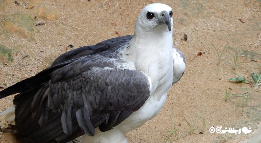 سرگرمی پارک پرندگان پنانگ شهر مالزی کشور پنانگ