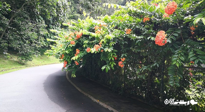 سرگرمی باغ های گیاه شناسی پنانگ شهر مالزی کشور پنانگ