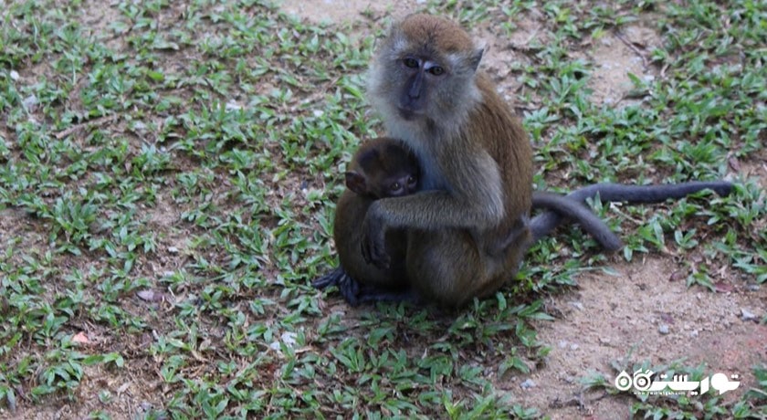 سرگرمی باغ های گیاه شناسی پنانگ شهر مالزی کشور پنانگ