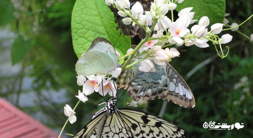 سرگرمی مزرعه پروانه پنانگ شهر مالزی کشور پنانگ