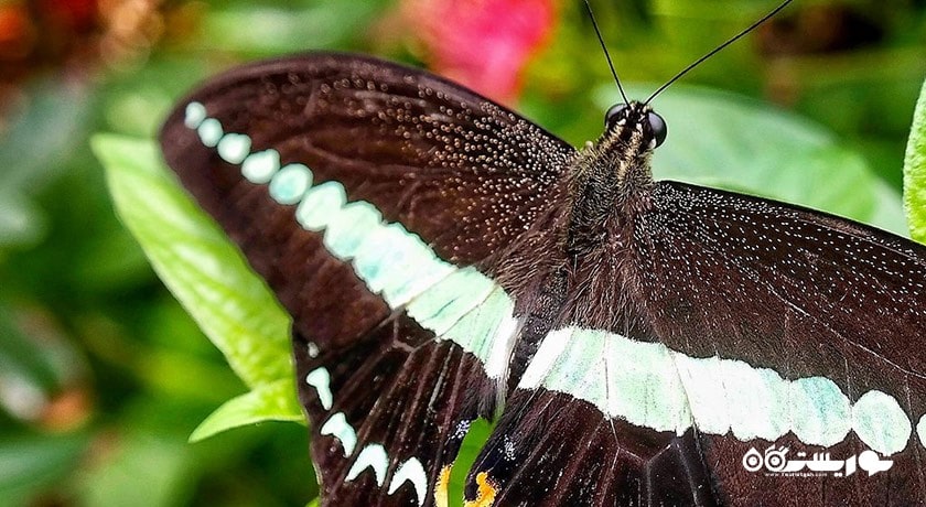 سرگرمی مزرعه پروانه پنانگ شهر مالزی کشور پنانگ