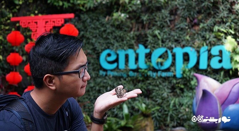 سرگرمی مزرعه پروانه پنانگ شهر مالزی کشور پنانگ