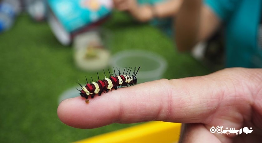 سرگرمی مزرعه پروانه پنانگ شهر مالزی کشور پنانگ
