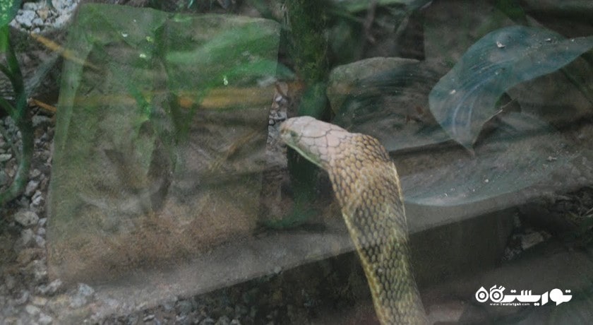 سرگرمی پناهگاه مار لنکاوی شهر مالزی کشور لنکاوی