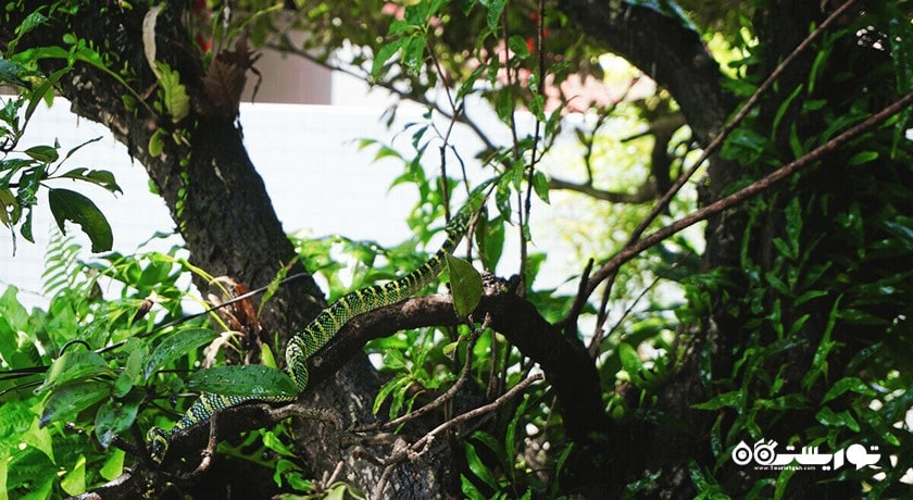  معبد مار پنانگ شهر مالزی کشور پنانگ
