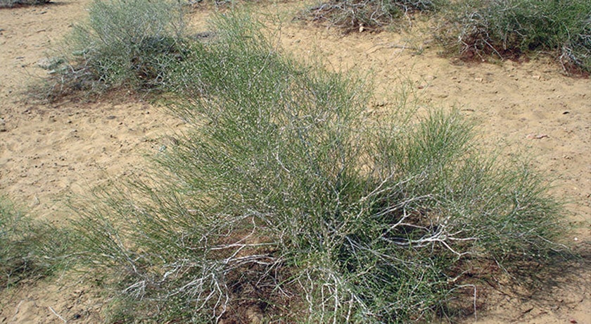 منطقه حفاظت شده جاجرود -  شهر تهران