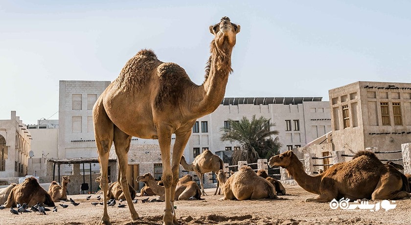 سوق واقف -  شهر دوحه