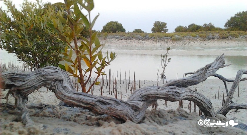 درختان کرنای اتاکیرا در دوحه -  شهر دوحه