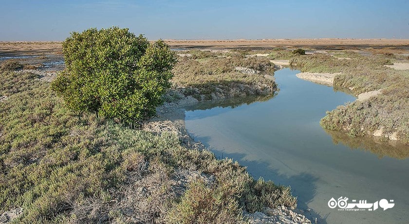  درختان کرنای اتاکیرا در دوحه شهر قطر کشور دوحه